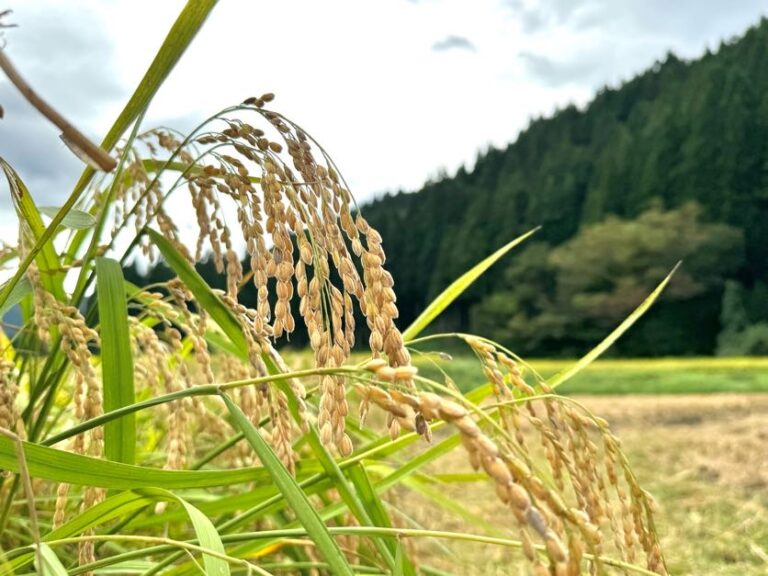 弱アルカリ性農法での「神宝米」いよいよ収穫です！